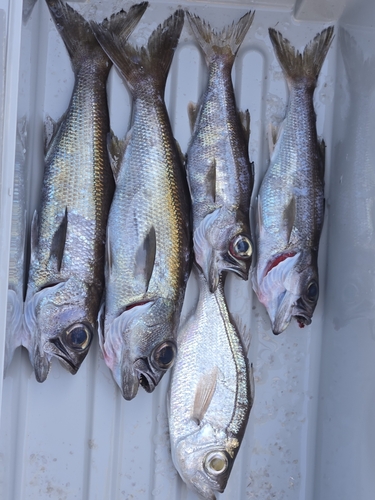 クロムツの釣果