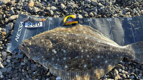 ヒラメの釣果