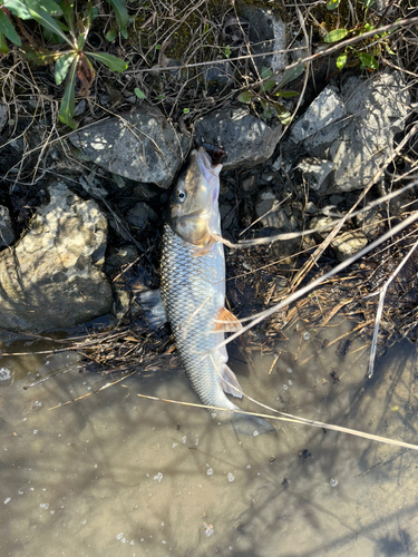 ニゴイの釣果