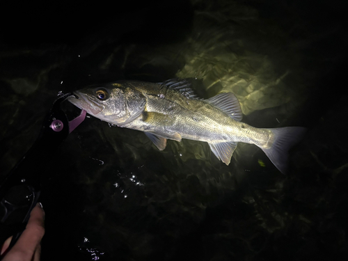 セイゴ（マルスズキ）の釣果