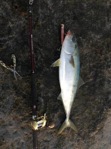 メジロの釣果