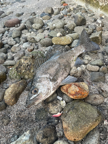 ヒラスズキの釣果