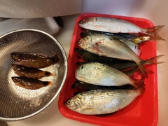 コノシロの釣果