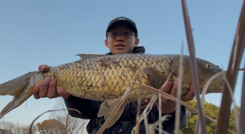 コイの釣果