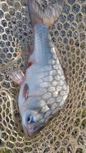 フナの釣果