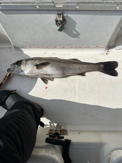 スズキの釣果