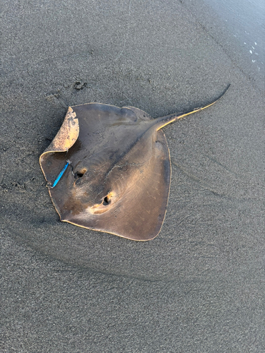 エイの釣果