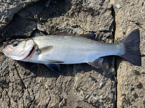 ヒラスズキの釣果