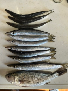 カマスの釣果