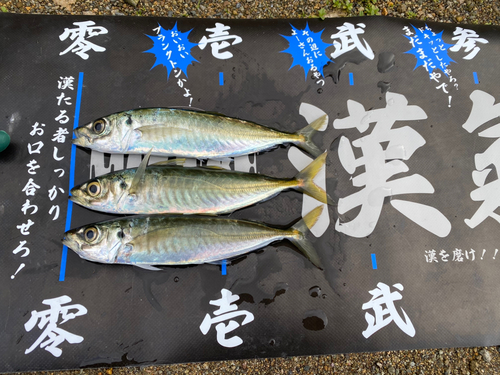 アジの釣果