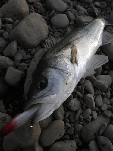 マルスズキの釣果