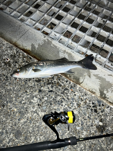 セイゴ（マルスズキ）の釣果