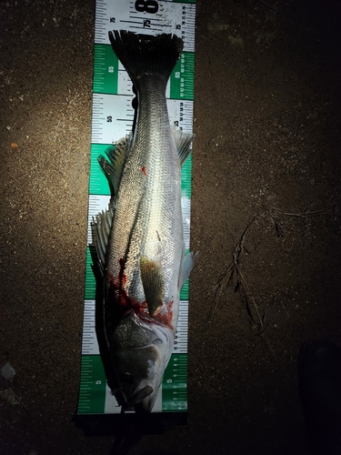 シーバスの釣果