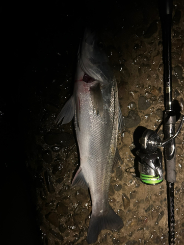 スズキの釣果