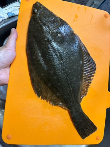 カレイの釣果