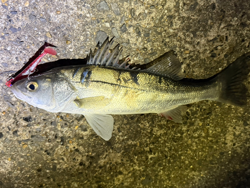 セイゴ（ヒラスズキ）の釣果