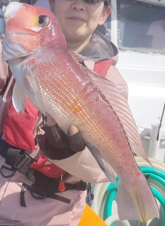 アマダイの釣果