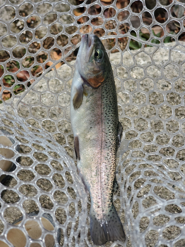 ニジマスの釣果