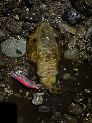 アオリイカの釣果