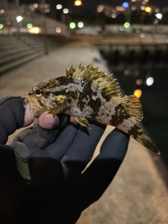 タケノコメバルの釣果