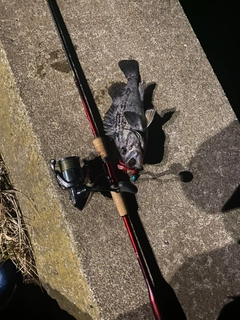 ソイの釣果