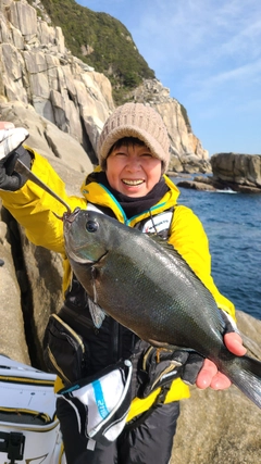 オナガグレの釣果