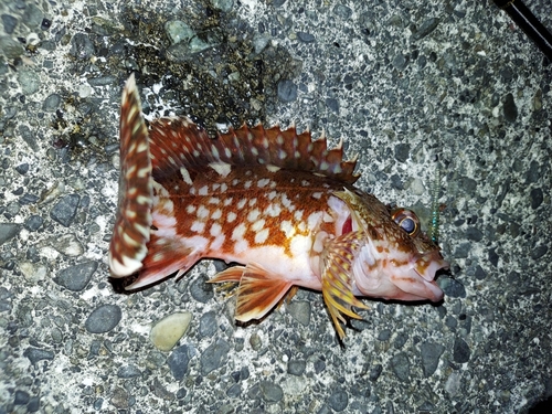 カサゴの釣果