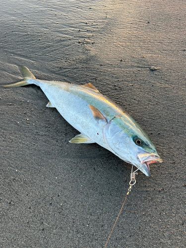 ブリの釣果