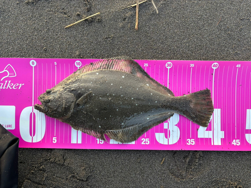 ヒラメの釣果