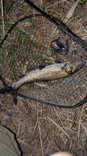 ニゴイの釣果