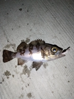 メバルの釣果