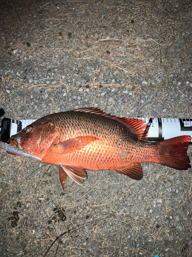 ゴマフエダイの釣果