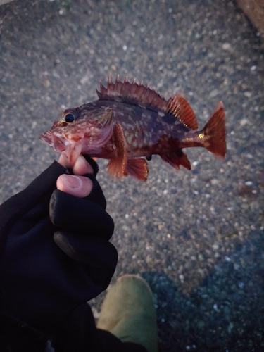 カサゴの釣果