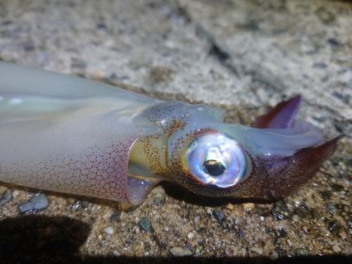 ヤリイカの釣果