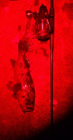 クロソイの釣果