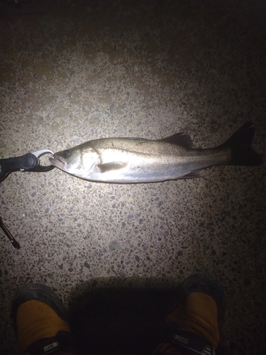 フッコ（マルスズキ）の釣果