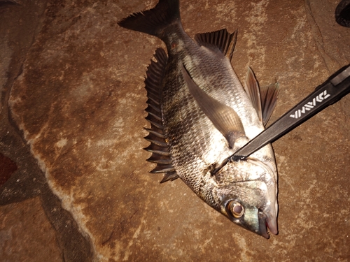 クロダイの釣果