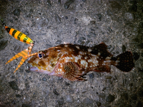 アラカブの釣果