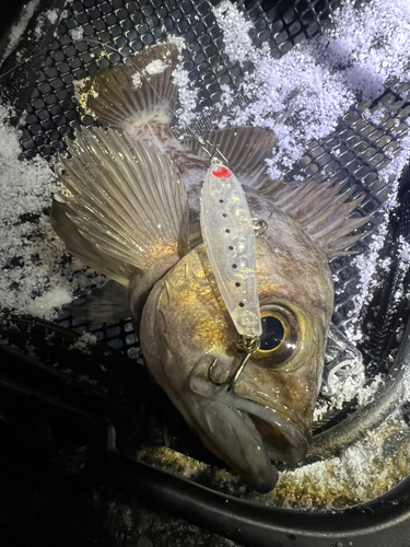 シロメバルの釣果