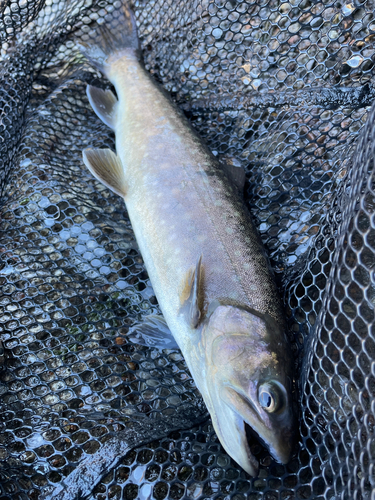 イワナの釣果