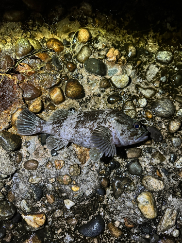 ソイの釣果