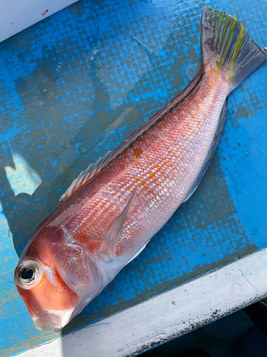 アカアマダイの釣果