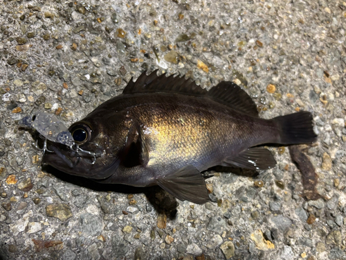 メバルの釣果