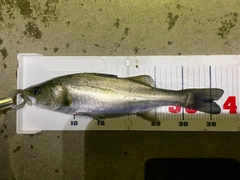 セイゴ（マルスズキ）の釣果