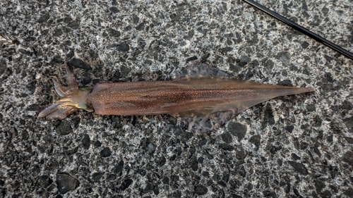 ヤリイカの釣果