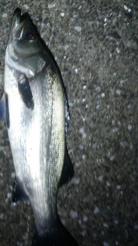 ヒラスズキの釣果