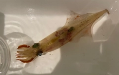ヤリイカの釣果