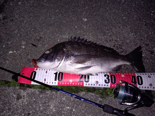 クロダイの釣果