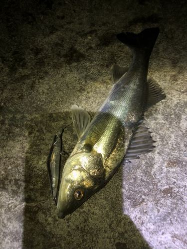 セイゴ（タイリクスズキ）の釣果