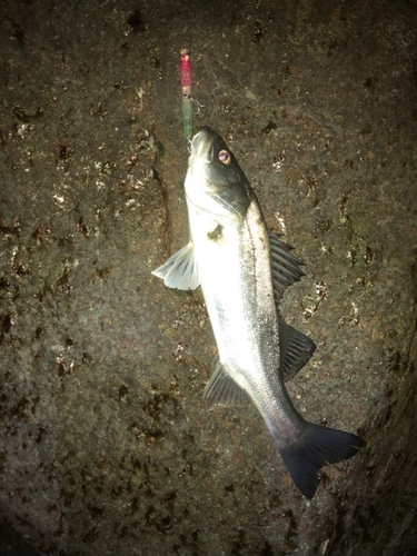 セイゴ（タイリクスズキ）の釣果